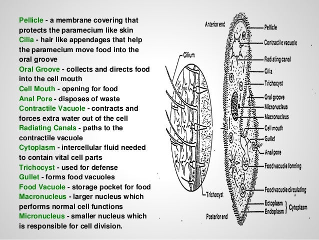 paramecium anal pore Female hairy mom